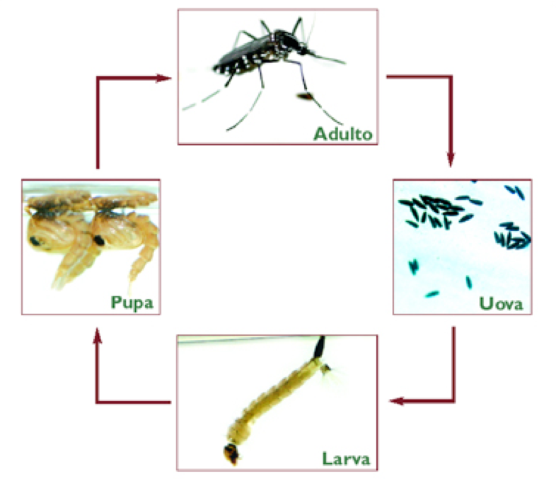 Il ciclo di vita della zanzare tigre